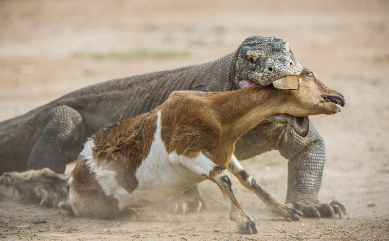 Photo: Getty Images - Komodo dragons hunting an antelope