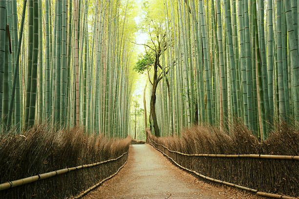 Arashiyama Bamboo Grove, Kyoto. Photo: istockphoto.com