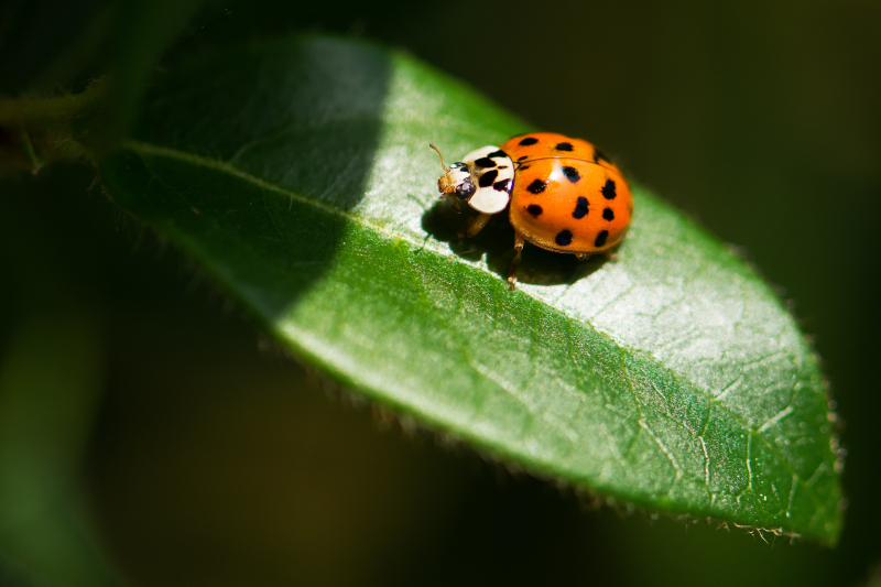 Photo by Vincent van Zalinge on Unsplash: https://unsplash.com/photos/closeup-photography-of-ladybug-on-leaf-oBL5QRAxZzo
