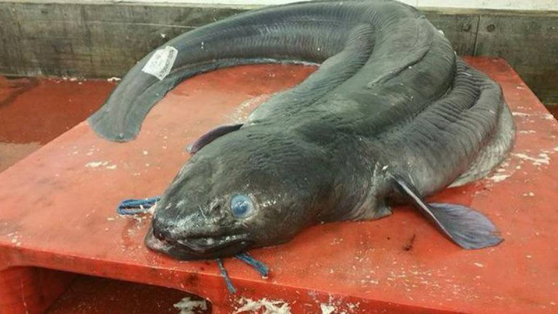 Photo:  NZ Herald - Giant 59kg eel