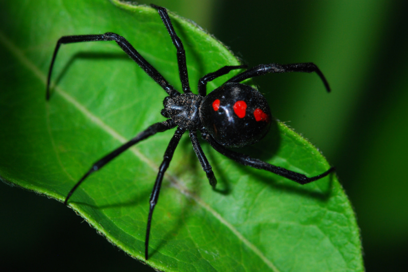 Photo: spideridentifications.com