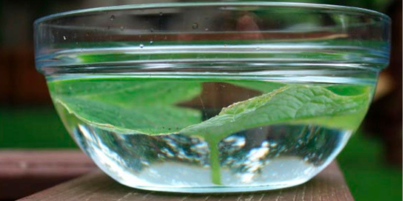 Leaf Breathing - Photo via teachingexpertise.com