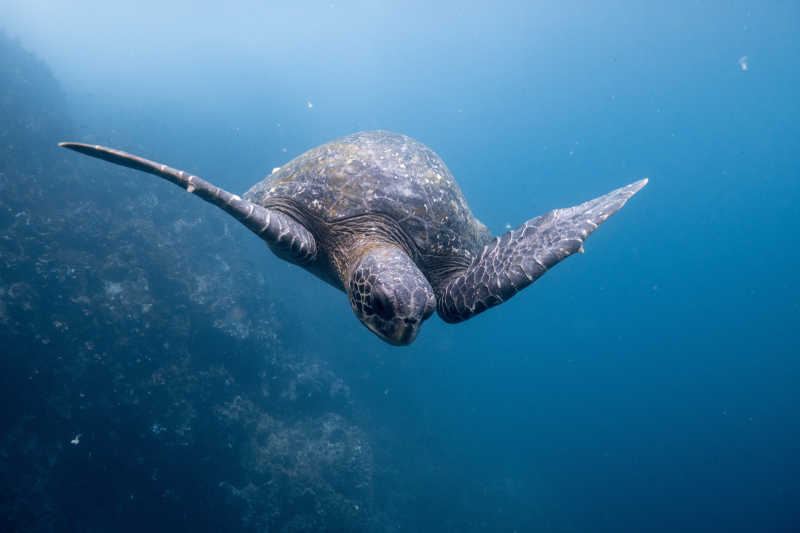 Photo by Dustin Haney on Unsplash: https://unsplash.com/photos/underwater-photography-of-sea-turtle-s6B6mlgqIjk