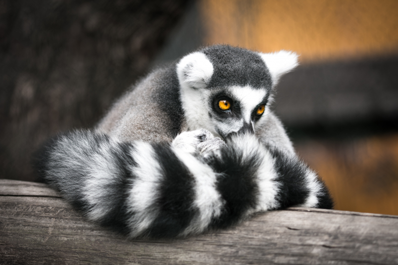 Photo by Uriel Soberanes on Unsplash: https://unsplash.com/photos/shallow-focus-photography-of-gray-and-black-lemur-HwMxe5F6KtA