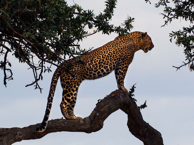 Photo by Bibake Uppal on Unsplash: https://unsplash.com/photos/leopard-standing-on-a-tree-branch-83uG2S0aT_I