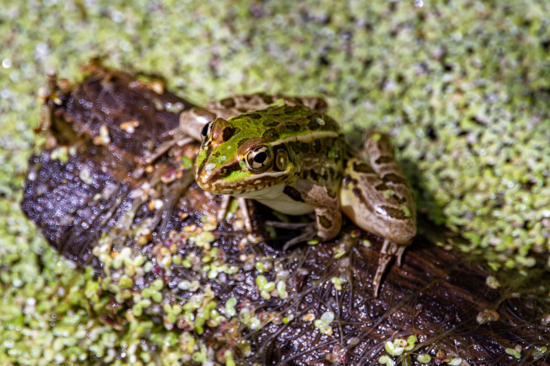 Photo by Joshua J. Cotten on Unsplash: https://unsplash.com/photos/green-frog-on-green-moss-1uPEmHZHbdY