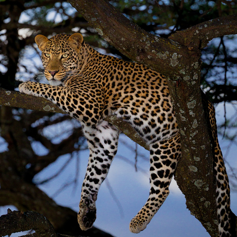 Photo:  Wikipedia - Leopard