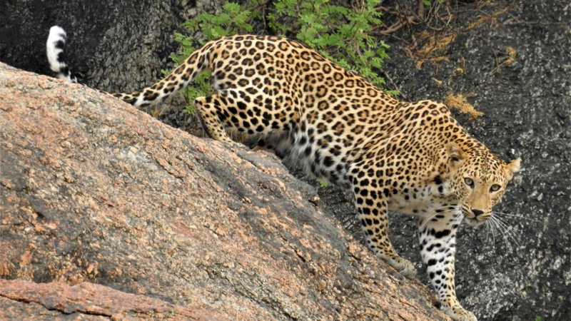 Photo:  BBC - Leopard