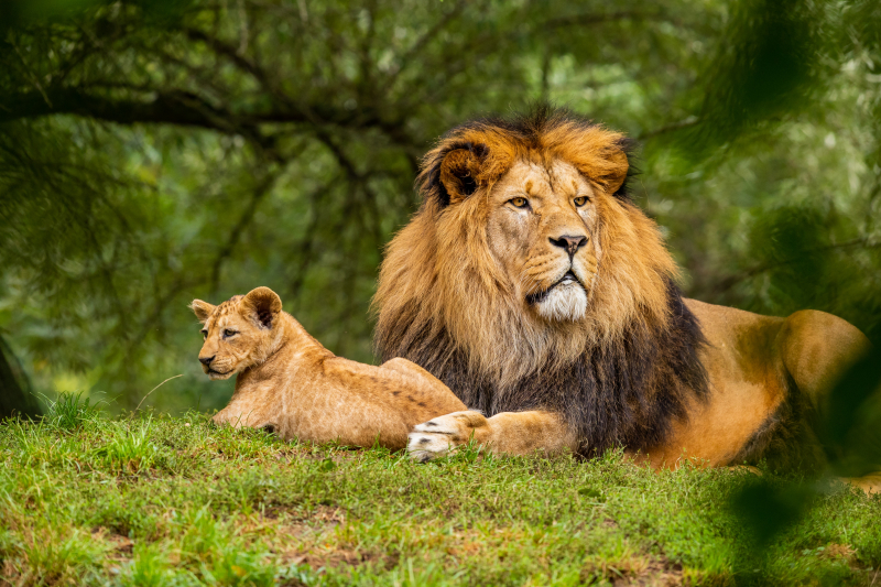 Photo by Zdeněk Macháček on Unsplash: https://unsplash.com/photos/brown-lion-on-green-grass-field-UxHol6SwLyM