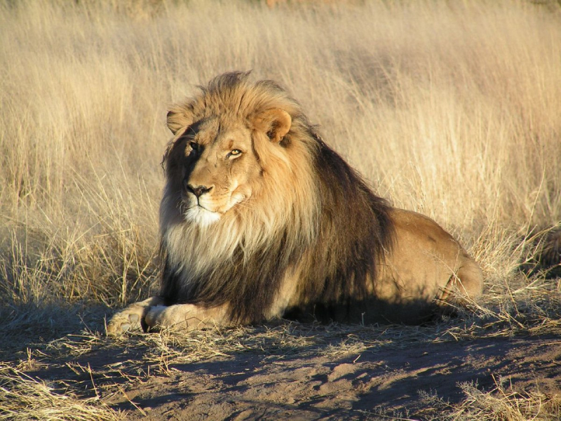Photo:  Wikipedia - Lion
