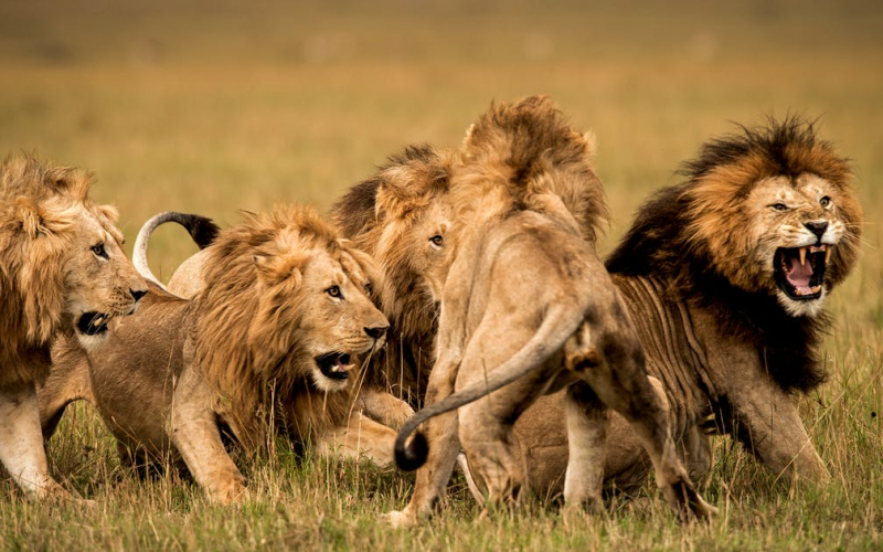 Photo:  Chickgolden - Lions