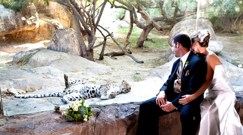 Living Desert Zoo and Gardens, https://assets.simpleviewinc.com/simpleview/image/fetch/c_limit,q_75,w_1200/https://assets.simpleviewinc.com/simpleview/image/upload/crm/palmsprings/Jason-and-Erin-Wedding-at-DC-House0_962693c9-5056-b365-ab0dadd19e328846.jpg