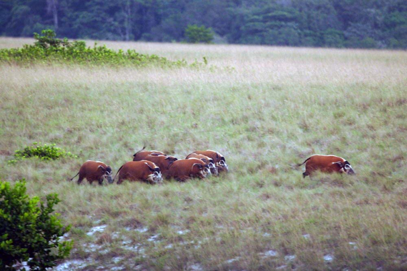 Loango National Park. Photo: flickr.com