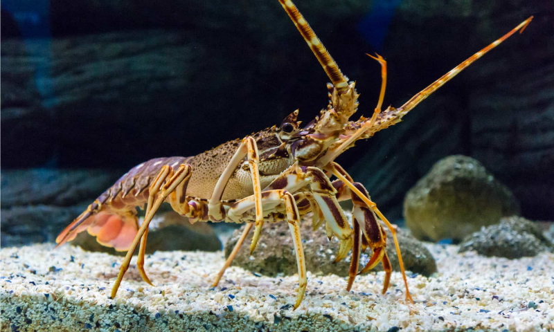 Photo:  MarvelVietnam - Lobster