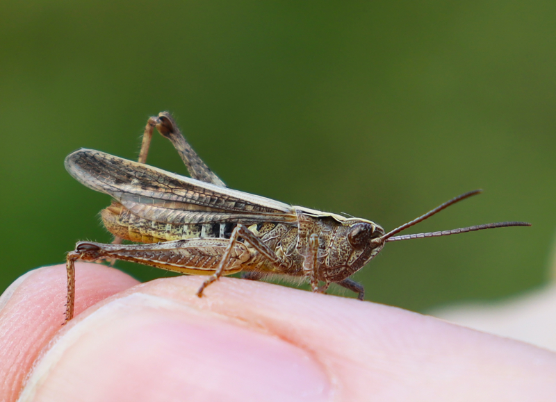 Photo by Rick van Houten on Unsplash: https://unsplash.com/photos/brown-grasshopper-on-persons-hand-knc-E-jDxiw