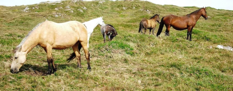 Look for Wild Ponies in Connemara National Park