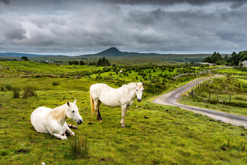 Look for Wild Ponies in Connemara National Park