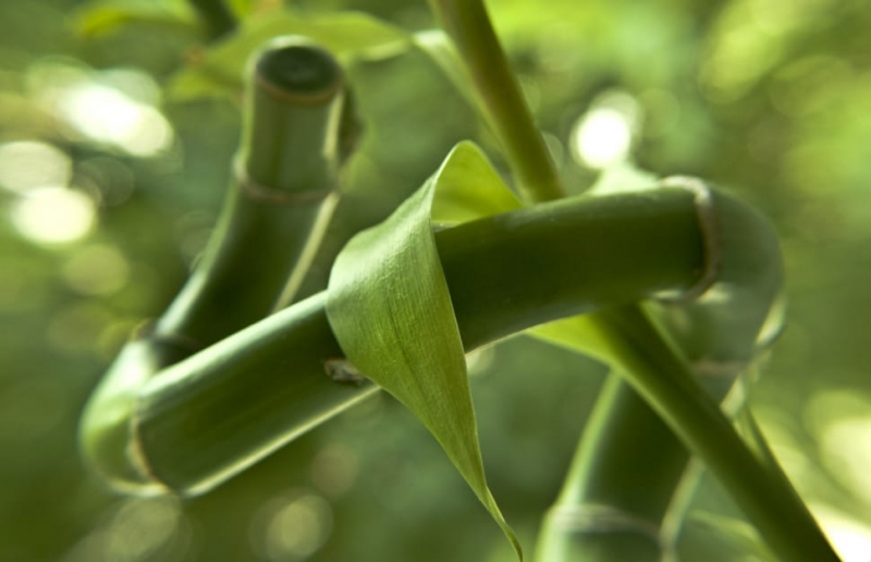 Photo by https://www.peakpx.com/546621/green-lucky-bamboo-plant