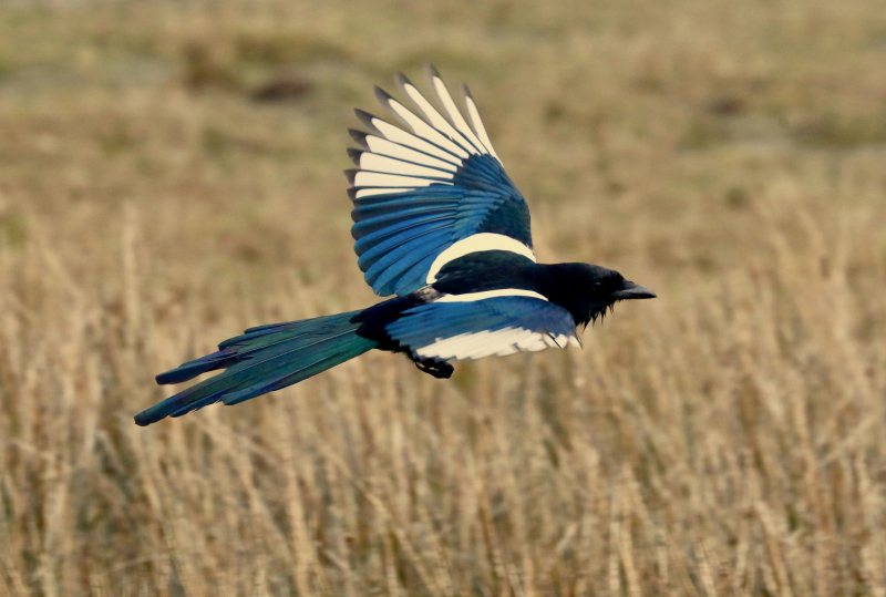 Photo by Proinsias Mac an Bheatha on Unsplash: https://unsplash.com/photos/a-blue-and-white-bird-flying-over-a-dry-grass-field-TvJP28LhkLk