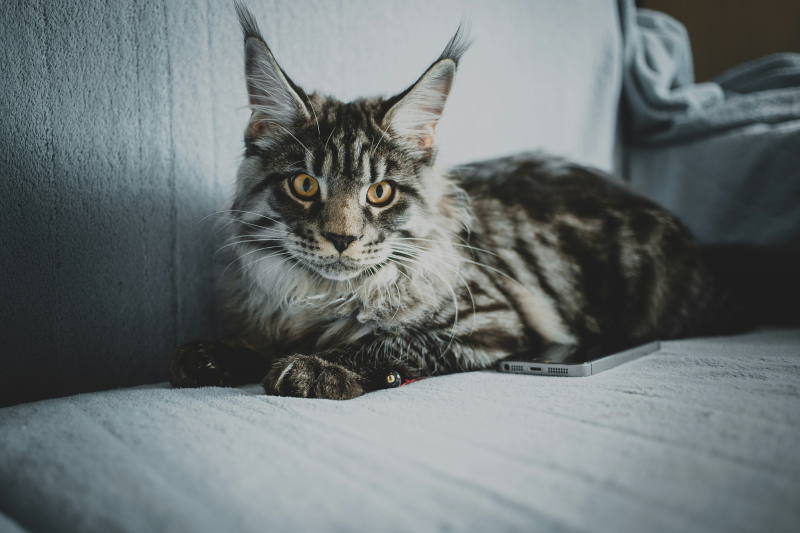 Photo by Sergei Wing on Unsplash: https://unsplash.com/photos/cat-lying-on-sofa-D8RcXNWGNQc