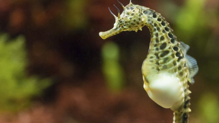 Photo: https://insh.world/science/pregnant-poppas-underknown-sex-life-male-seahorse/