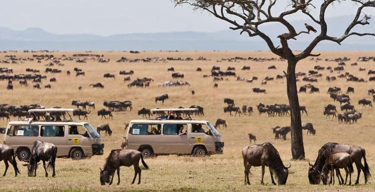 Masai Mara National Reserve (photo:https://www.maasaimarakenyapark.com/)
