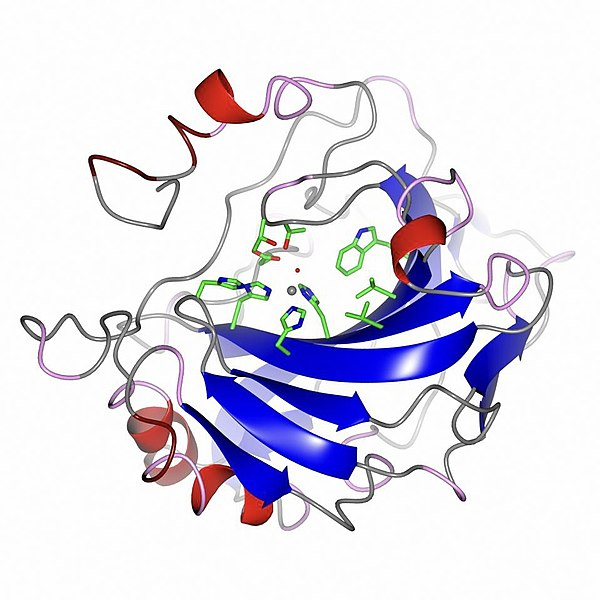 Photo on  Wikimedia Commons (https://commons.wikimedia.org/wiki/File:CAII_enzyme.jpg)