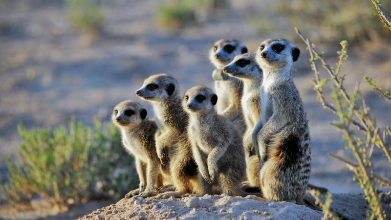 Photo:  Expert Africa - Meerkats in South Africa