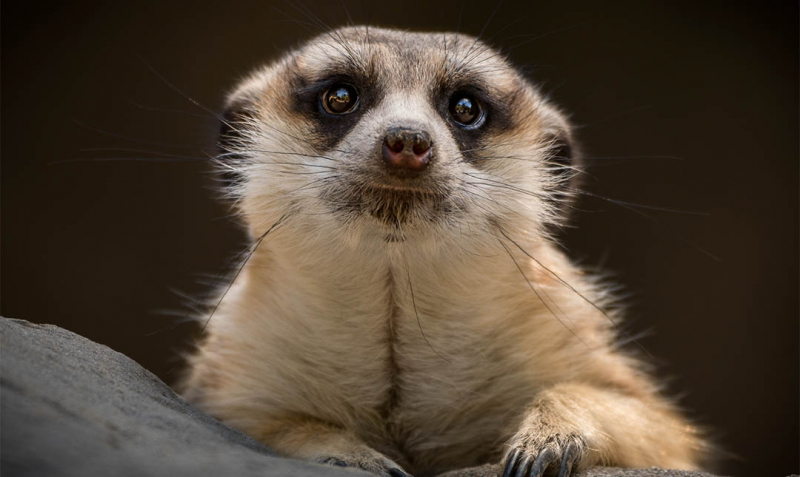 Photo:  LA Zoo - Meerkat