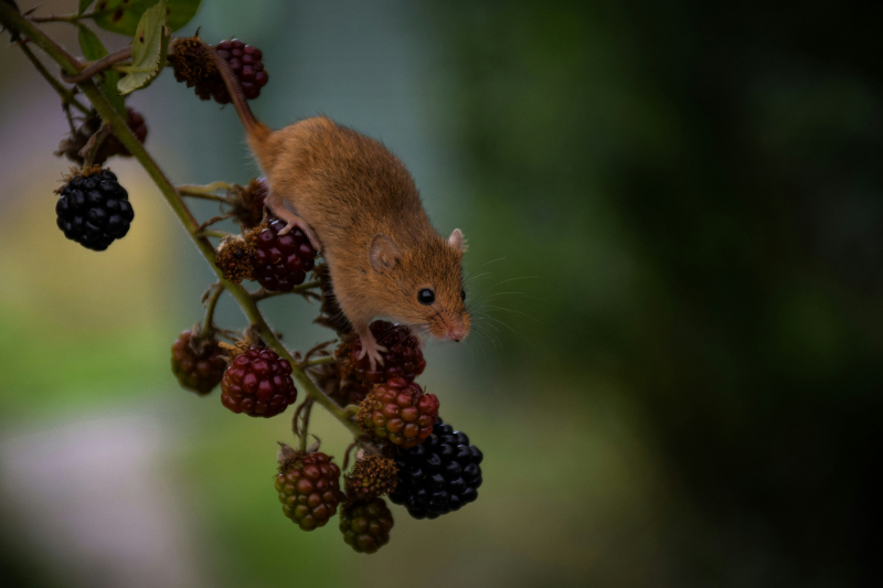 Photo by Glen Hooper on Unsplash: https://unsplash.com/photos/a-mouse-on-a-branch-with-berries-TOHHuI7cot8