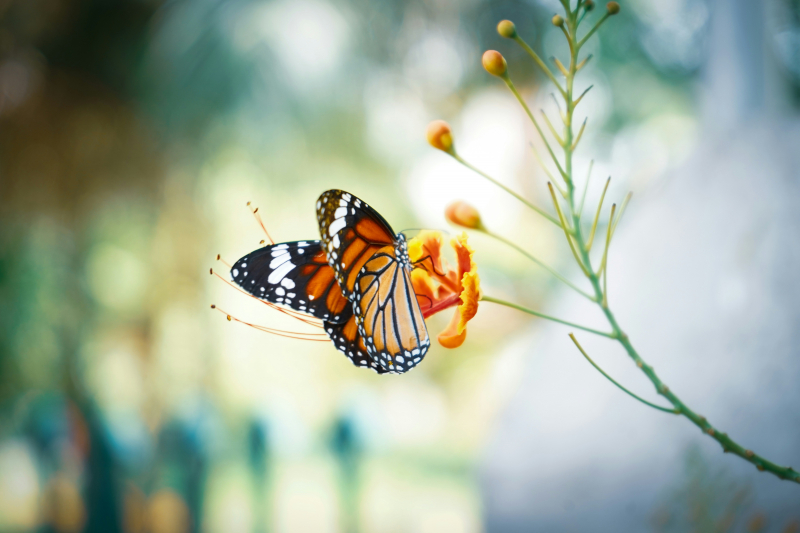 Photo by Calvin Mano on Unsplash: https://unsplash.com/photos/monarch-butterfly-perched-on-orange-flower-in-close-up-photography-during-daytime-CXS27RrJObQ
