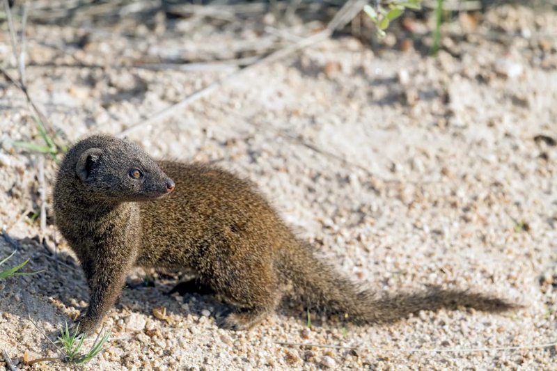 Photo:  Encyclopedia Britannica - mongoose