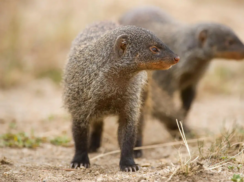 Photo: New Scientist -  mongooses