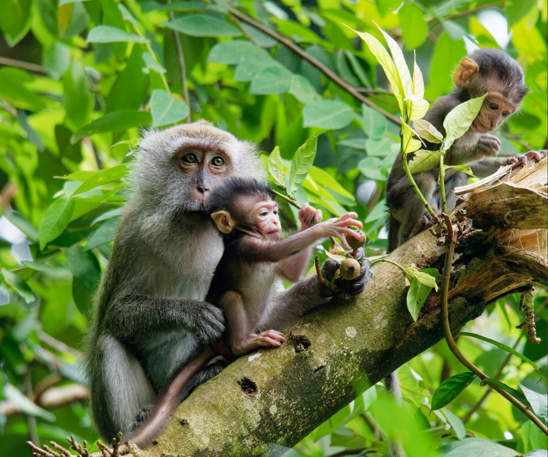 Photo by Leslie Low on Unsplash: https://unsplash.com/photos/monkeys-on-tree-branch-yzC9apz8Vns