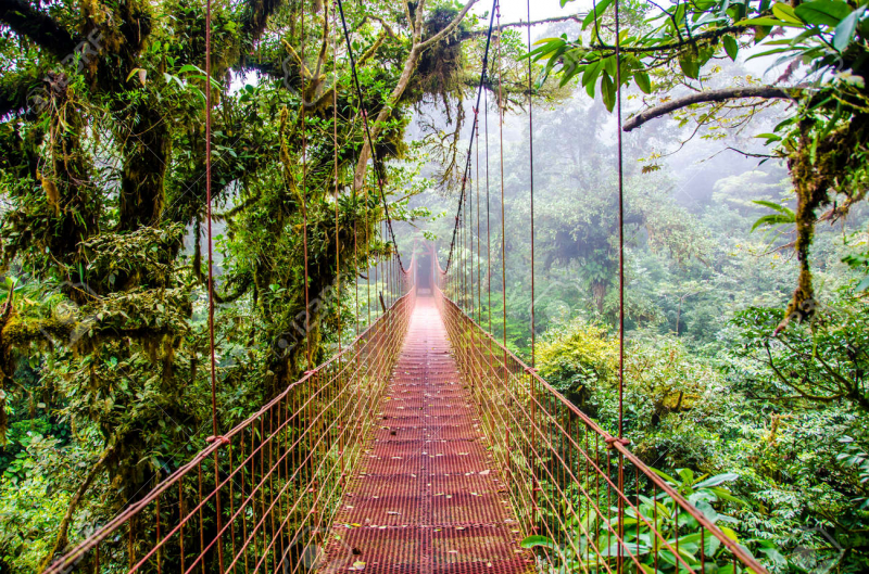Montenegro Rainforest Bridge, Costa Rica