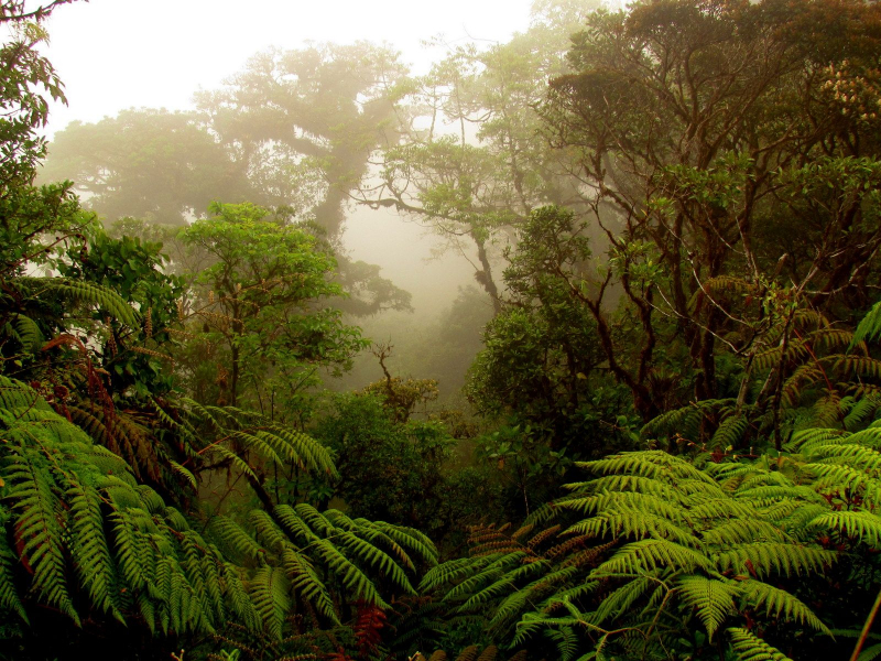 Monteverde Cloud Forest Reserve. Photo: pinterest.com