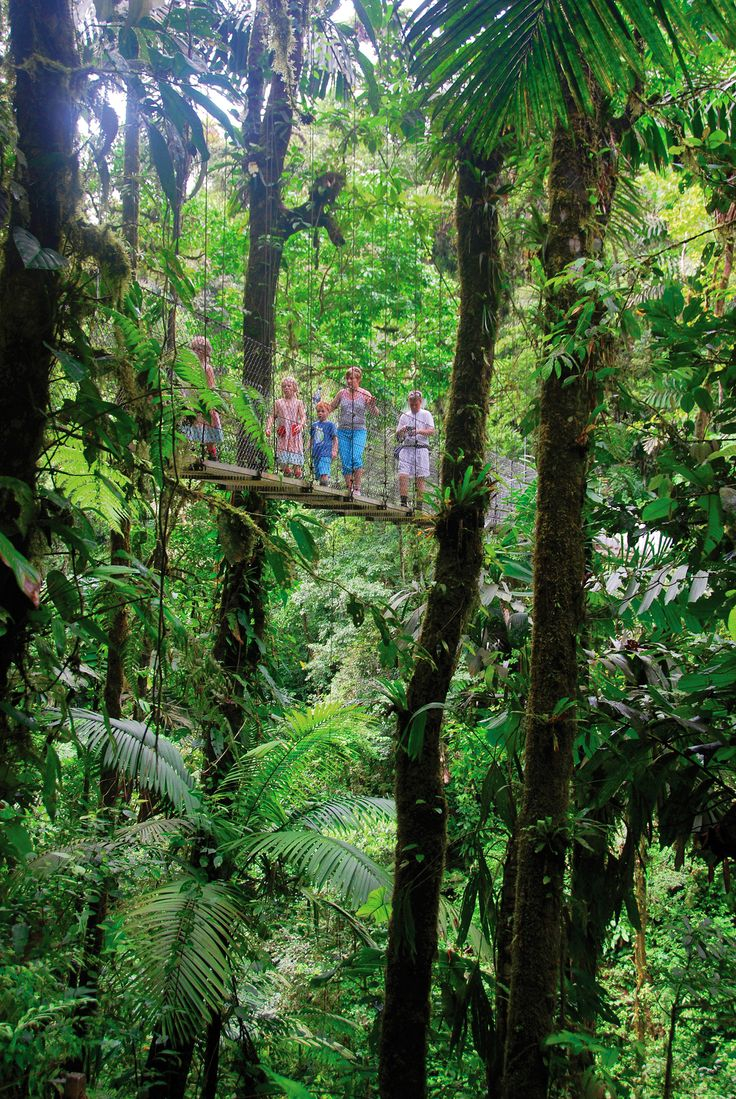 Monteverde Cloud Forest Reserve. Photo: id.pinterest.com