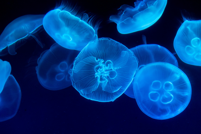 Photo by Marat Gilyadzinov on Unsplash: https://unsplash.com/photos/closeup-photography-of-swarm-of-jellyfish-MYadhrkenNg