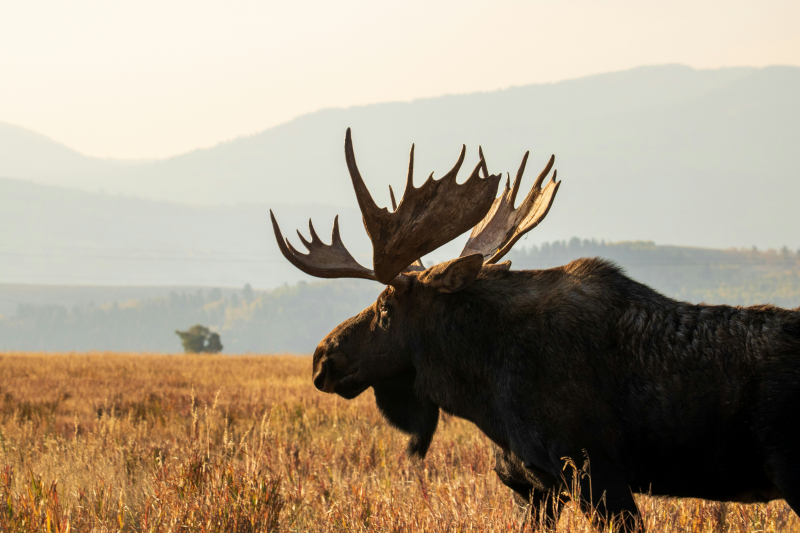 Photo by Cora Leach on Unsplash: https://unsplash.com/photos/black-moose-on-brown-grass-field-during-daytime-kowlD5rb9wE