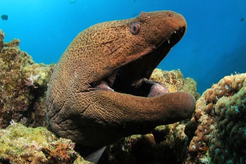 Photo:  Biology Dictionary - Moray Eel