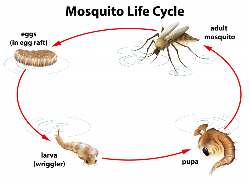 Mosquito lifetime is about 2 months