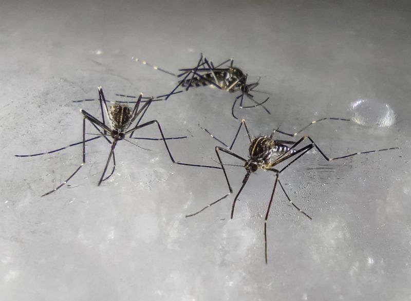 Mosquito eggs are laid in still waterMosquitoes also hide from winter