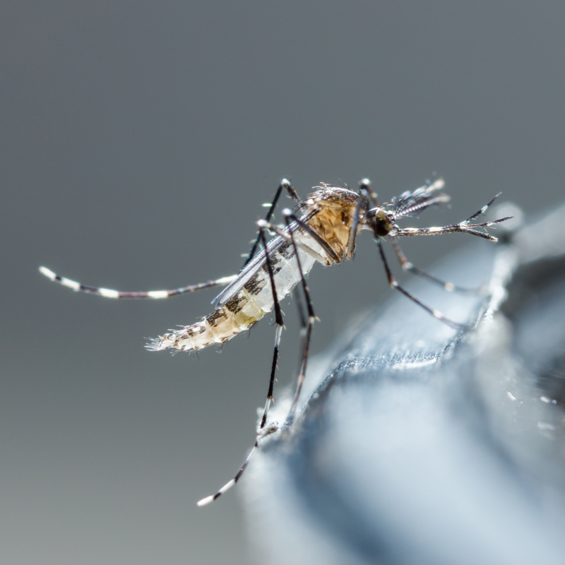 Mosquitoes also hide from winter