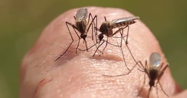 Mosquitoes love to fly around heads