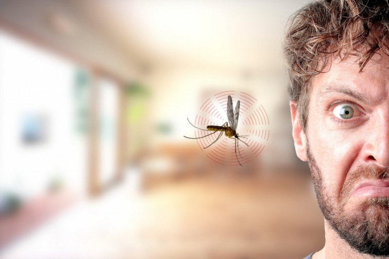 Mosquitoes love to fly around heads