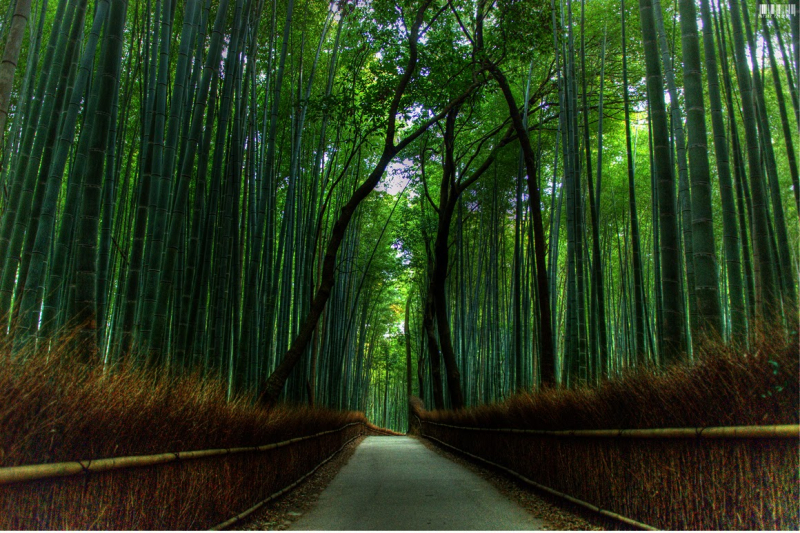 Top 10 Most Beautiful Forests in Japan - toplist.info