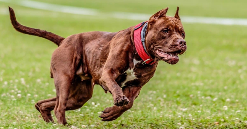 Top 10 Most Dangerous Dog Breeds | London Reviews