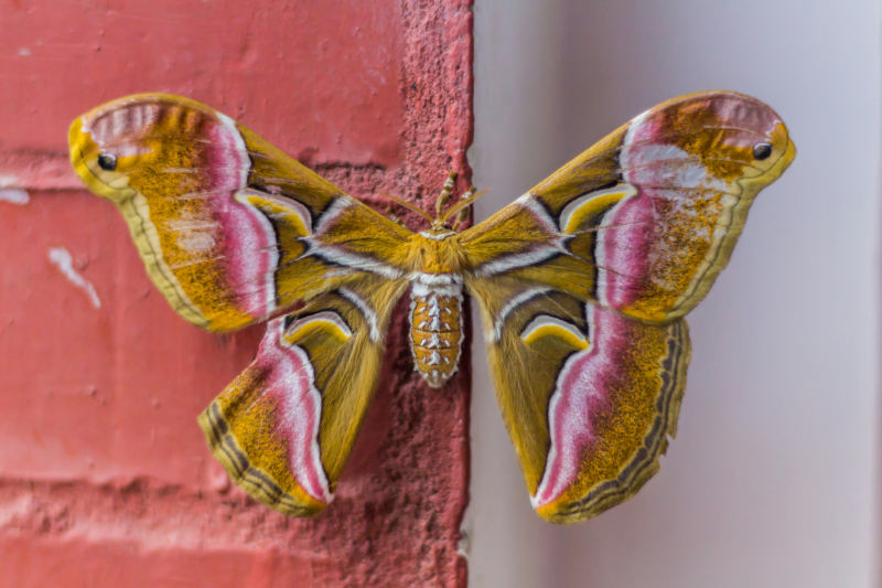 Photo by Aman Shrestha on Unsplas: https://unsplash.com/photos/purple-and-yellow-butterfly-on-brown-wooden-wall-YGJNtff_hSo