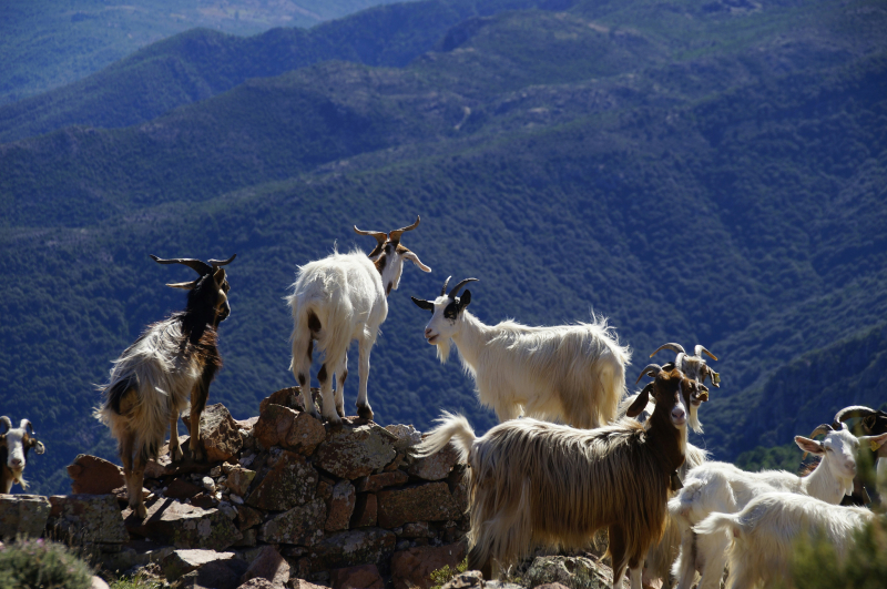 Photo by Jürgen Scheeff on Unsplash: https://unsplash.com/photos/herd-of-goats-on-hill-MwayJLZOVR8