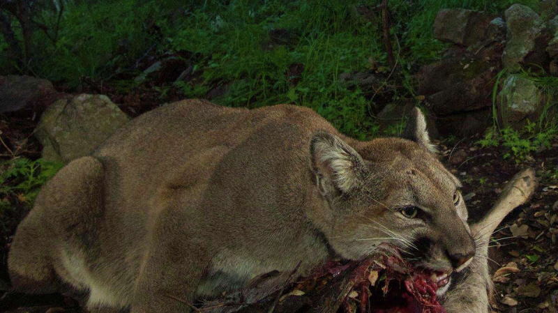 Photo: https://www.opb.org/news/article/cougar-overhunting-conflict-oregon/
